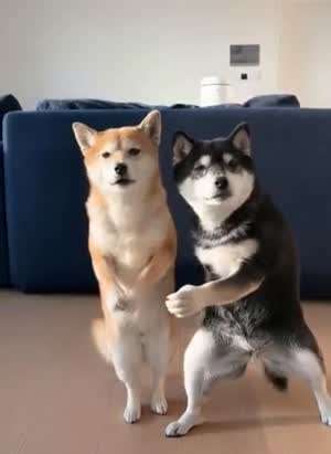 댕스.mp4