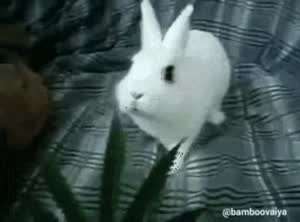 토끼에게 대마초를 먹이면.mp4
