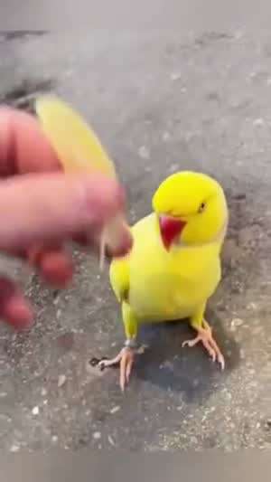앵무새 키우면 할 수 있는 거.mp4