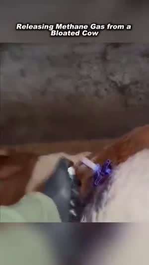 소가 발생시키는 메탄은 불이 붙어