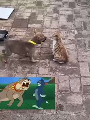 멍청한 개 & 영리한 냥이
