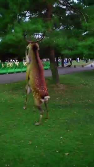님들 사슴끼리 주먹질로 싸우는 거 본 적 있음?