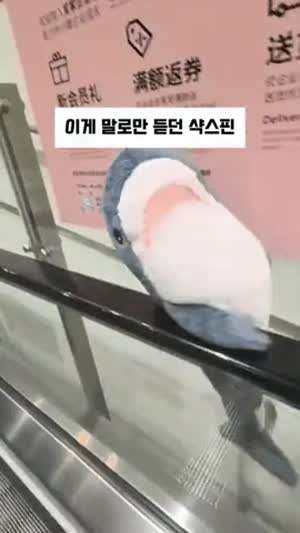 말로만 듣던 샥스핀