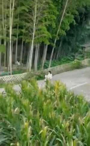 개썰매 산책의 최후