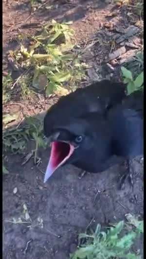 새한테 소시지 먹이기