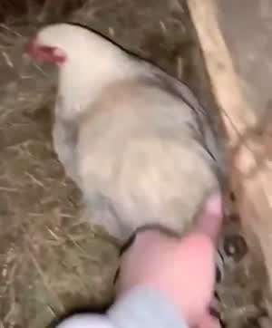 니 자리로 돌아가... 너는 암탉이야!!
