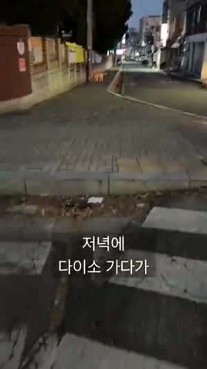 저녁에 동네를 활보하는 리트리버 대형견과 한시간