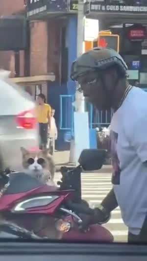 멋쟁이 고양이