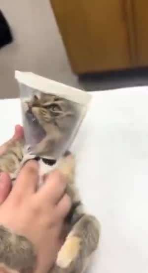 고양이 괴롭히기.mp4