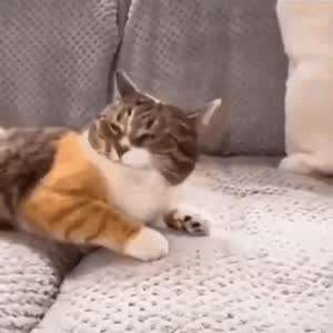 ㅋㅋ 이불 밖이 위험하다고? 천만에
