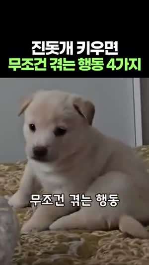 진돗개 키우면 무조건 겪는 행동 4가지
