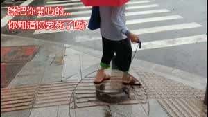 애완 물고기 산책?