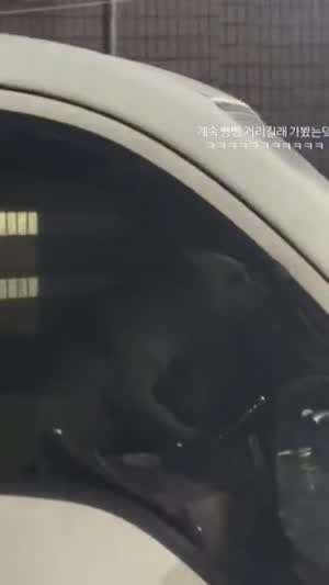 개빵빵
