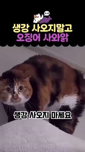 생강 사오지 마세요. 오징어 사와.mp4