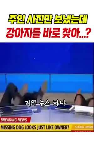 주인 사진만 보냈는데 강아지를 바로 찾았다고?