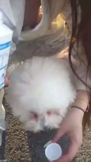 목마른 강아지에게 물주는 천사녀