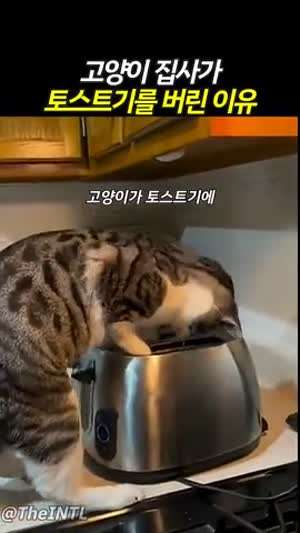 냥이 집사가 토스트기를 버린 이유