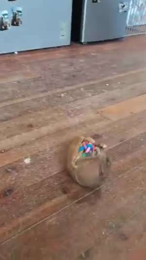 공가지고 놀기