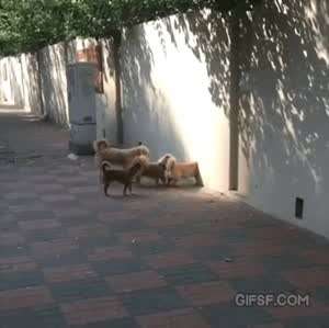 개구멍.