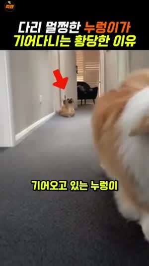 개 양아치네