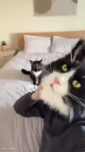 고양이 한테 까불면 안되는 이유