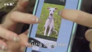 슈화 닮은 강아지
