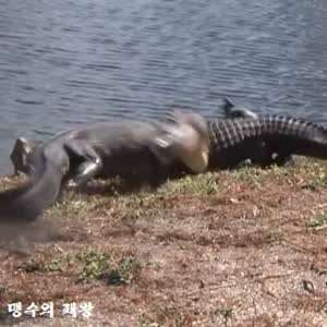 알리에서 코털제거기 사지마라