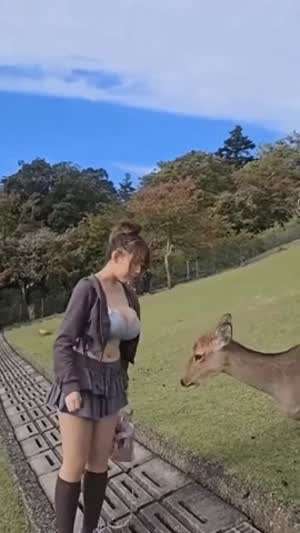인사 잘하는 사슴