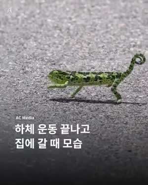 한국사람이 봐도 답답해서 미치게하는 카멜레온이 걷는 영상.mp4