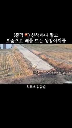 (충격) 산책하다 말고 오줌으로 배틀 뜨는 똥강아지들