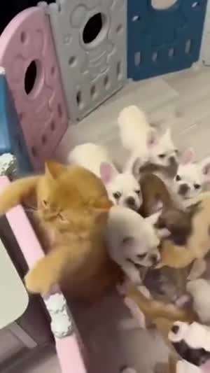 느그 엄마 아니다옹!!