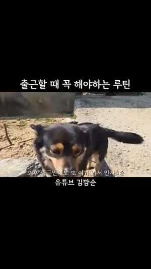 출근할 때 꼭 해야하는 루틴 / 고양이랑 좀 친하게 지냐~