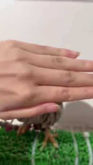 왜 가리는건데?
