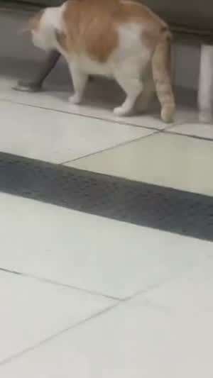 고양이가 가장 고양이다운 순간 외....