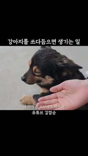 강아지를 쓰다듬으면 생기는 일 / 간식 줬는데 안 줬다고 이르기