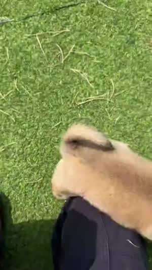 폭력적인 시고르자브종 똥강아지 주웠습니다 (짜짜와 민짜)