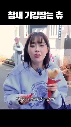 츄 260407 2026경희랜드/ 지켜츄/ 참새 기강잡는 츄 & 카페인