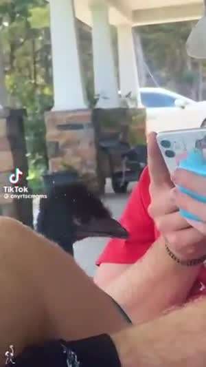 호주 특산 에뮤라는 새