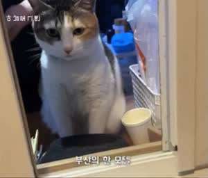 야옹이를 빌려주는 모텔.