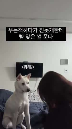 우는척 하다가 진돗개한테 뺨 맞은 썰 푼다.mp4