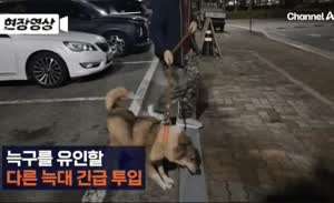 대전 탈출한 늑대를 찾기위해 투입한 늑대 논란
