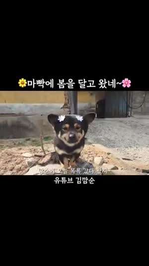 깜순이 오늘 목욕갔다 왔지~ 아이고 깜순이 마빡에 그냥 봄이 앉았네