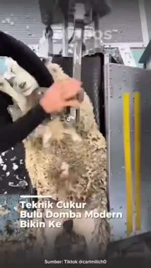 양털 벗기기
