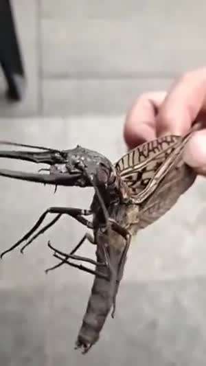 약혐) 잠자리