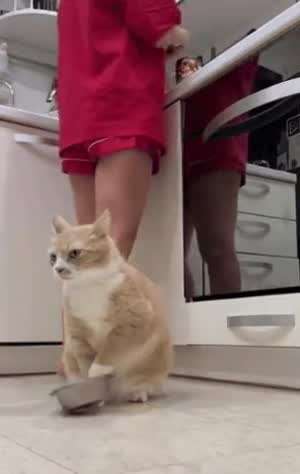 집사야 배가 등에 달라붙겠다냥.