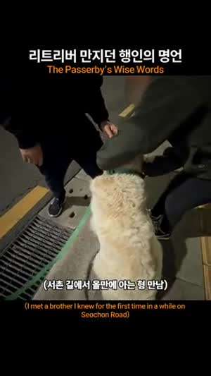 ??? : 저도 만져봐도 돼요? 리트리버 만지던 행인의 명언 ㅋㅋㅋ