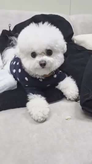 르세라핌 사쿠라,허윤진