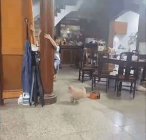 기둥에 대롱대롱 매달려 강아지를 피하는 소녀.