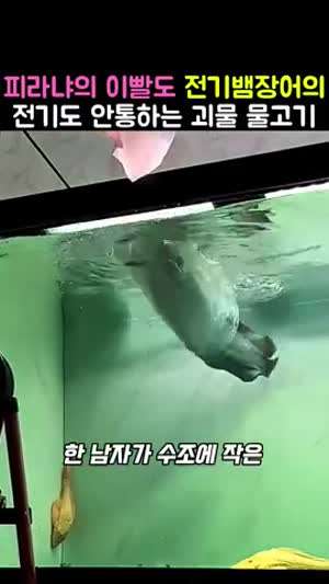 피라냐의 이빨도 전기뱀장어의 전기도 안 통하는 괴물 피라루크