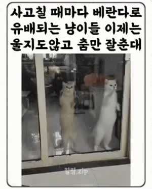 베란다로 유배간 고양이들